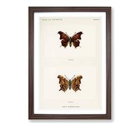Question Mark Butterfly by S.F. Denton Framed Print | A2 Walnut Framed Wall Art | Ready to Hang | Modern Animal Picture | Living Room Bedroom Lounge Office