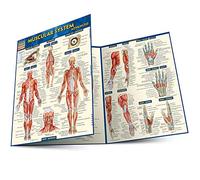 Quick Study Academic Muscular System Advanced