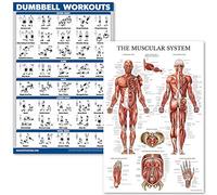 QUICKFIT Dumbell Workouts and Muscular System Anatomy Poster Set - Laminated 2 Chart Set - Dumbbell Exercise Routine & Muscle Anatomy Diagram (Laminated, 18" x 24")