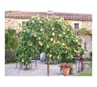 Quince edible fruit Tree Cydonia oblonga Gigante Champion approx 4ft