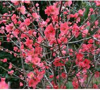 Quince Flower Essence 30ml Dosage Prepared from FES Stock Essences