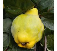 Quince Meech's ProlificFruiting Outdoor Fruit Tree 9L Pot QA Rootstock 1.2m Plant Theory Green One Size