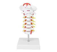 Qukaim Arteria Spine Model Cervical Vertebra Model, Arteria Spine Anatomical Model for Science Classroom Study, Human Cervical Spinal Column with Nerves, Educational Tool