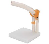 Qukaim Life-Size Elbow Skeleton Model - Anatomically Accurate Elbow Joint for Medical Study, Teaching, and Display (10 x 5 x 5 in) - Perfect Educational Tool for Anatomy & Physiology