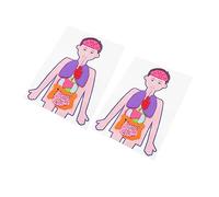 QUMIIRITY 2sets Diy Human Body Organs Model Kit Educational Anatomy Playset for Boy Girl Promotes Creativity Concentration Learning Teaching Aid for Preschool Home Science Experiments