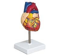 Qusedwey Heart Model Plastic Heart Model 2-Part Deluxe Life-Size Human Heart Model Anatomy with 34 Anatomical Structures, Anatomical Heart