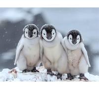 Quxaoqiao Adults and Beginners 5D Diamond Painting DIY Full Drill Kits Adorable Antarctica Penguins Pictures Cross Stitch Diamond Art Perfect for Gift and Home Wall Decor Square Drill 85x115cm AE2509