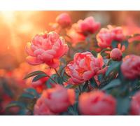 Quxaoqiao Adults and Beginners 5D Diamond Painting DIY Full Drill Kits Beautiful Peonies Pictures Embroidery Cross Stitch Diamond Art Perfect for Gift and Home Wall Decor Square Drill 35x45cm AE2574