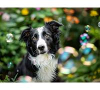 Quxaoqiao Adults and Beginners 5D Diamond Painting DIY Full Drill Kits Border Collie Pictures Embroidery Cross Stitch Diamond Art Perfect for Gift and Home Wall Decor Square Drill 25x35cm AE2579