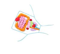 QUXVUIS 3D Organ Apron Human Body Model Kids Engaging Anatomy Doll Soft Comfortable Filled With PP Cotton Visceral Model Apron Is Made Of Polyester Fiber And