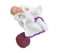 QUXVUIS Educational Female Pelvis Model for Science Education Teaching Study Realistic Childbirth Model umbilical cord