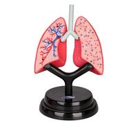 QUXVUIS Human Body Model Organ 3D Puzzle Effective Learning Tool Helping Students Understand Human Respiratory Anatomy Respiratory System Model Teaching Organ Science