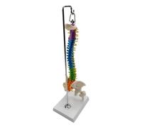 QUXVUIS Premium Flexible Spine Model for School Biology Class Durable and Accurate Medical Teaching, with Pelvis Femur