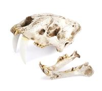 QUXVUIS Resin Skull Decor Creative Skeleton Head Smilodon Saber Tooth Tiger Artwork Home Bar Desk Gothic Style Anatomical