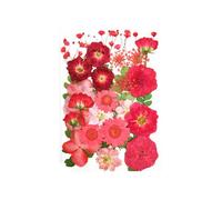 QUXVUIS Set Scrapbooking Tools Real Flower Decal Colorful Pressed Specimen Label Necklace Jewelry Makeup, Type 2