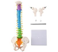 Quystetes 45Cm with Pelvic Human Anatomical Anatomy Spine Spinal Column Model Teaching Resources for Students