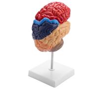 Quystetes Cerebral Anatomical Model Anatomy 1:1 Half Brain Brainstem Teaching Lab Supplies