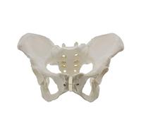 Quystetes Life Size Female Pelvis Model, Hip Model - Female Anatomy Model, Hip Bone Pelvic Model Female Anatomical Model