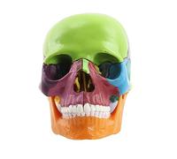 Quystetes Medical-Skull Human Body Model 1:2 for Student Teaching Study Assembling Model Multicolor