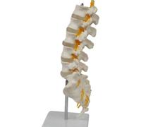 Quystetes Teaching Equipment Model 5-Segment Lumbar Spine with Sacral Accessory Orthopedic Teaching Display Teaching Aids Easy Install Easy to Use