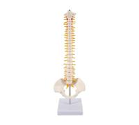 Quzenn 45CM Human Spine with Pelvic Model Human Anatomical Anatomy Spine Model Spinal Column Model+Stand Fexible