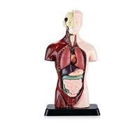 Quzenn Human Body Model with 7 Removable Organ Models,Educational Organ Anatomy Model for Biological Science Learning