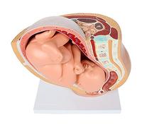QWAMBVZE Human Pregnancy Fetal Development 9Th Month Embryonic Pelvic Model Fetus Foetus Pregnancy Anatomy of The Placenta Model