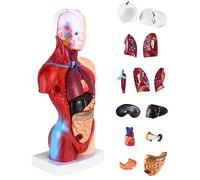 QWORK® 15-Part Painted Human Body Torso Model, 11 Inch/28 cm, Detachable Organ Anatomy Model for Science Education, Biology Classroom Demonstration and Display