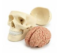 QWORK® 3-Part Human Skull Model and 8-Part Brain Model with Numbering, 1:1 Life Size Anatomy Model for Biology Classroom Study and Demonstration
