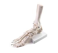 QWORK® Human Foot Skeleton Anatomy Teaching Model, Life Size Right Foot and Ankle, Fully Articulated PVC Model with Base for Anatomy, Biology and Art Study