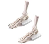 QWORK Human Foot Skeleton Model, 2 Pack Life Size Anatomy Foot and Ankle Model, Right, Fully Articulated, for Study & Science Classroom