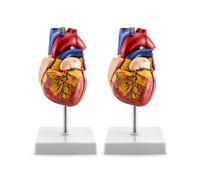 QWORK Human Heart Model, 2 Pack Anatomically Accurate Numbered 2-Part Life Size Heart Medical Model with 34 Anatomical Structures, Held Together with Magnets on Base