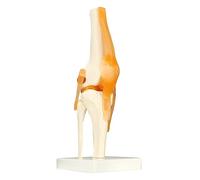 QWORK® Human Knee Joint Model Anatomical Model for Medical Teaching Learning Display (12" Height)