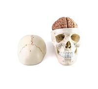 QWORK Human Skull and Brain Anatomy Model, 11 Parts, Life Size, Numbered, Anatomically Accurate, for Science Medical Teaching Learning
