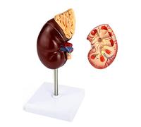 QWORK Life-Size Kidney Model, Divided into 2 Parts Showing Internal Structure A Normal Kidney Human Anatomy Replica for Doctors Office Educational Tool