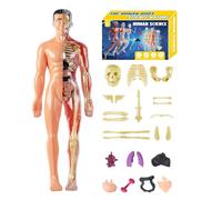 Qyljeiwred Human Body Model for Kids 3D, Human Skeleton Model Toy, Assembly Toy Educational for Science Educators Learners Homeschooling Teachers Art Studio Classroom School Home Boys Girls Kids