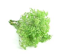 QZKJQDD Green Dried Gypsophila Flowers, Dried Flowers for Crafts, Dried Pressed Baby's Breath Flowers, for Resin Art Craft DIY Making Wedding Card Home Party Decor
