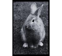 Rabbit - Animals Of The World: Notebooks with Animals for Kids, Notebook for Drawing and Writing (Colorful & Cartoon Cover, 100 Pages, Blank, 6x9), (Animals of the Word)