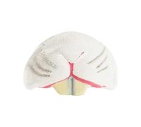 Rabbit Nose Accessory - Latex White Bunny Nose on Elastic - Perfect for Easter Fancy Dress, Shows & Productions and Other Fancy Dress Events