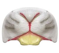 Rabbit Nose Accessory - Latex White Bunny Nose on Elastic - Perfect for Easter Fancy Dress, Shows & Productions and Other Fancy Dress Events