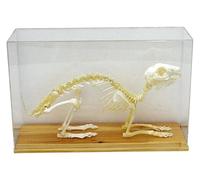 Rabbit Skeleton Model, Real Animal Skeleton Bone Specimen Model with Display Case, Biology Science Teaching Aids, for Education, DIY Home and Office Decor. 33 * 20cm