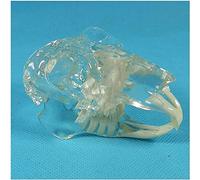 Rabbit Skull Anatomy Model - Anatomical Teaching Aid with Jaw Bone and Tooth for Education