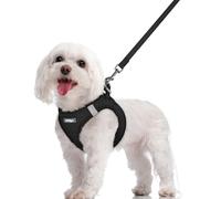 rabbitgoo Dog Harness Small Dog and Leash Set, Step-in Soft Mesh Puppy Harness with Reflective Strips, Lightweight Breathable Pet Vest for Walking Training, Black, M