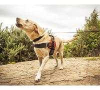 RAC Dog Harness Advanced No Pull Harness - XL - Orange