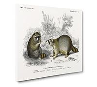 Raccoon Illustration by Charles d' Orbigny Canvas Print | Gallery Wrapped 30mm Frame Wall Art | 20x20 inches | Ready to Hang | Modern Animal Picture | Living Room Bedroom Lounge Office