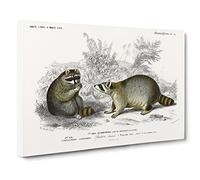 Raccoon Illustration By Charles D' Orbigny Canvas Print | Gallery Wrapped 30mm Frame Wall Art | 30x20 inches | Ready to Hang | Retro Animal Picture | Living Room Bedroom Lounge Office