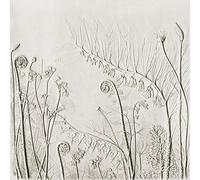 Rachel Dein Solomon's Seal, Dicentra and Fiddlehead Fern 40 x 40cm Canvas Prints, Polyester, Multi-Colour, 40x40x3.2 cm