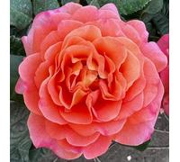 'Rachel' - Standard Rose Budded at 100cm - Fragrant Pink & Peach Blooms -7LPotted - Lovely Gift Idea