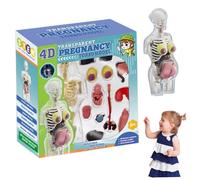 Rachlicy Human Body Model ideal for Kids 8.5 inch, Removable Pregnant Woman Human Anatomy Model Plastic Early Learning Toy