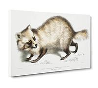 Racoon Faced Dog By John Edward Gray Canvas Print | Gallery Wrapped 30mm Frame Wall Art | 24x16 inches | Ready to Hang | Retro Animals Picture | Living Room Bedroom Lounge Office